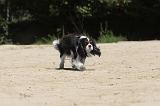 CAVALIER KING CHARLES 024